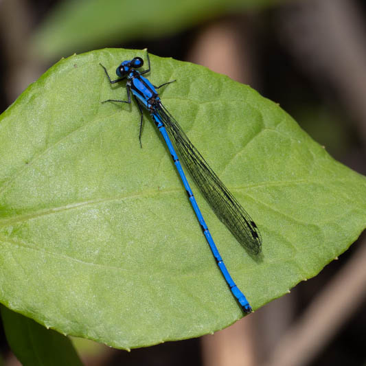 Argia medularis (Sky-blue Dancer) male-2.jpg